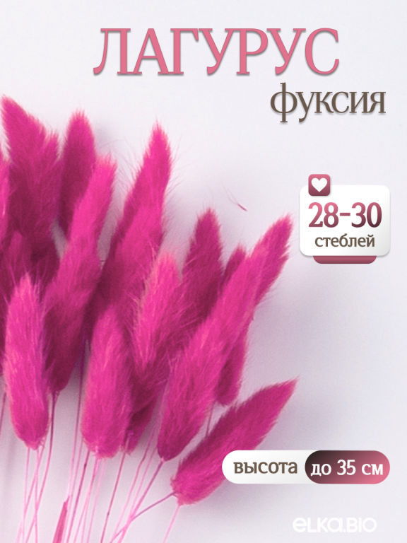 Лагурус фуксия 30 шт. Высший сорт. Высота 25-35 см М488