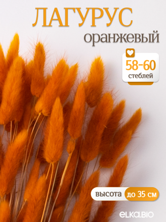 Лагурус оранжевый 60 шт. Высший сорт. Высота 25-35 см М232