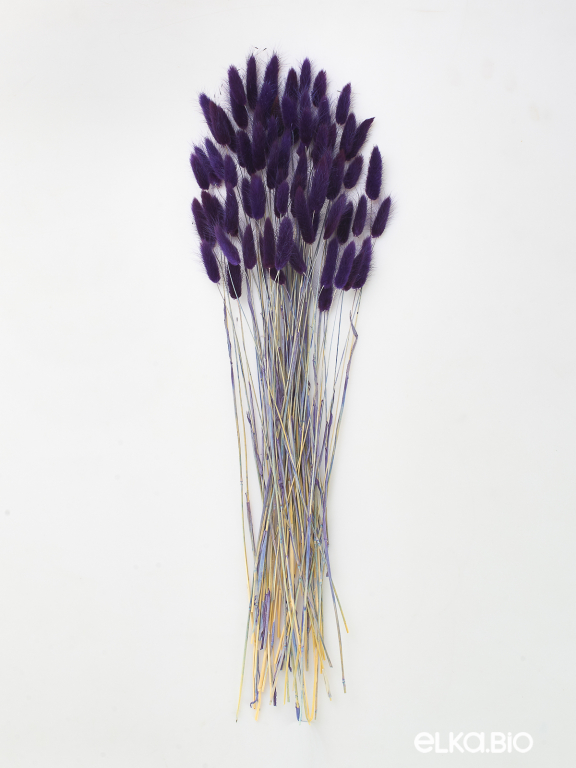 Лагурус фиолетовый высший сорт - 60 шт