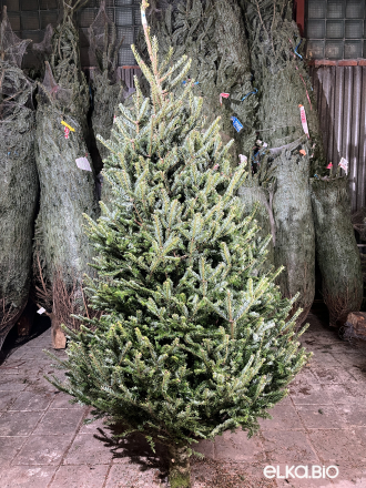 Пихта Фразера срезанная 2.25 - 2.50