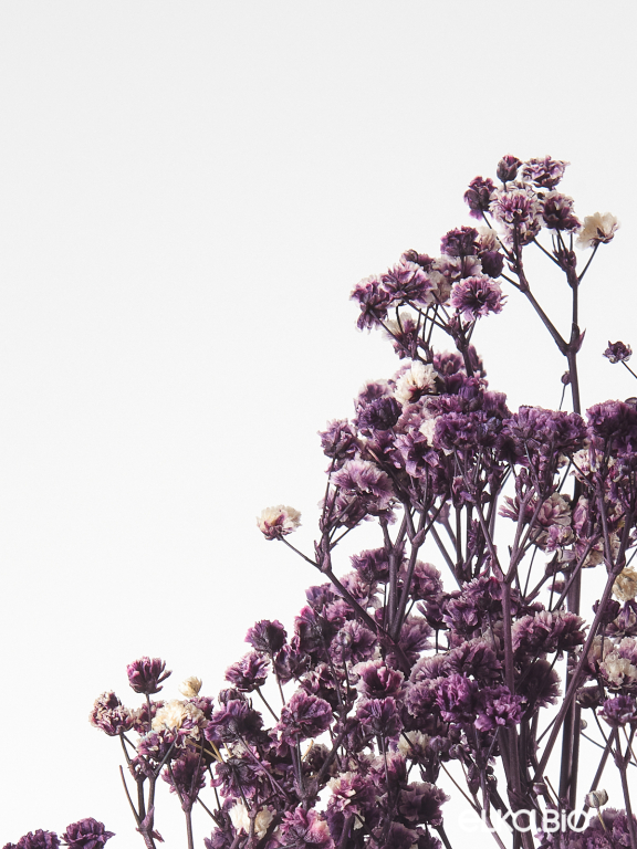 Гипсофила стабилизированная фиолетовая 50 гр. высший сорт М180