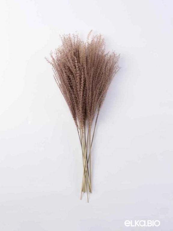 Мискантус натуральный (9-10 шт) М041 Мискантус натуральный (9-10 шт) М041