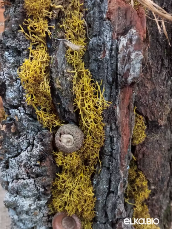 Декоративная композиция со свечой У Лукоморья Т97-В50