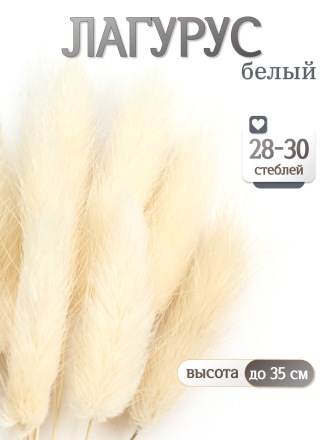 Лагурус белый 30 шт. Высший сорт. Высота 25-35 см М471