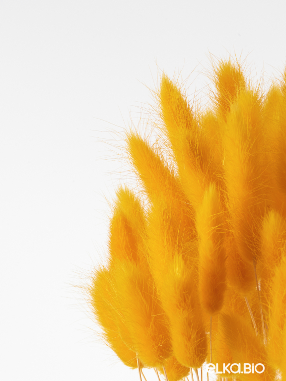 Лагурус тёмно-жёлтый первый сорт - 300 шт