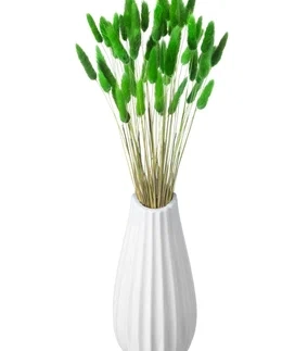 Лагурус зеленый высший сорт- 60 шт