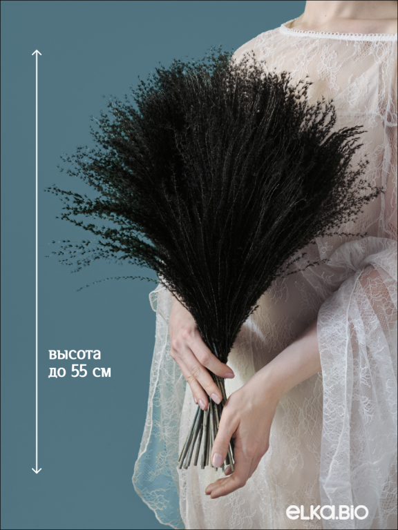 Мискантус чёрный 30 шт. Высший сорт М044