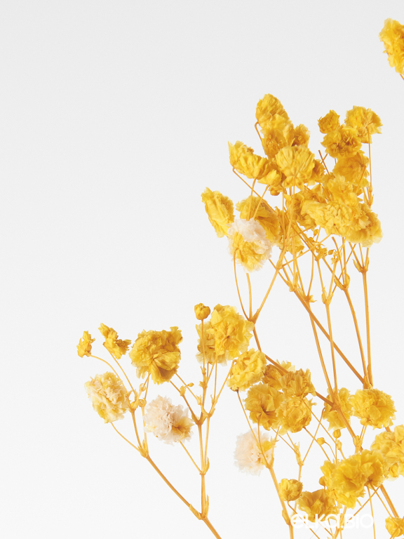  Гипсофила жёлтый 100 - 115 г. Первый сорт - стабилизированная