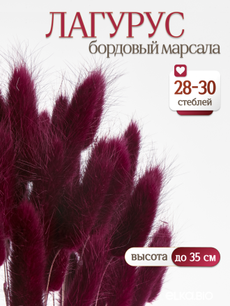 Лагурус бордовый марсала 30 шт. Высший сорт. Высота 25-35 см М473
