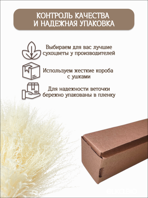 Мискантус светло-бежевый 30 шт. Высший сорт М278