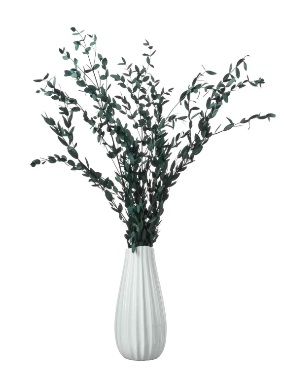 Эвкалипт Парвифолия изумрудный (3-5 шт) М055