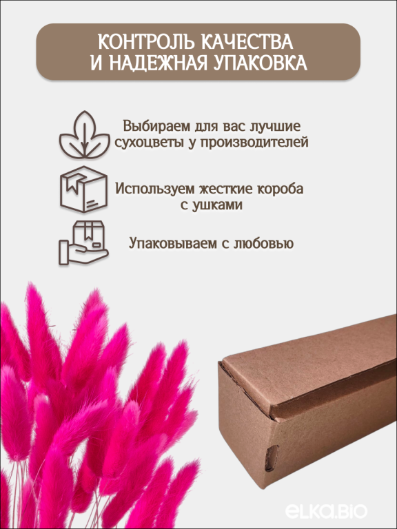 Лагурус фуксия 60 шт. Высший сорт. Высота 25-35 см М241