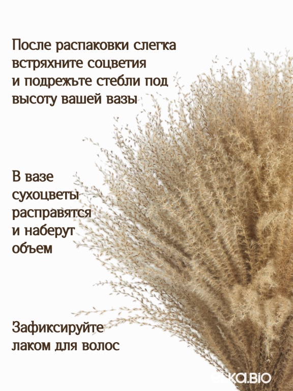 Мискантус натуральный 30 шт. Высший сорт М277