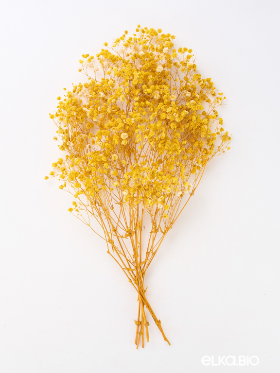 Гипсофила стабилизированная жёлтая 550 гр. первый сорт М5160