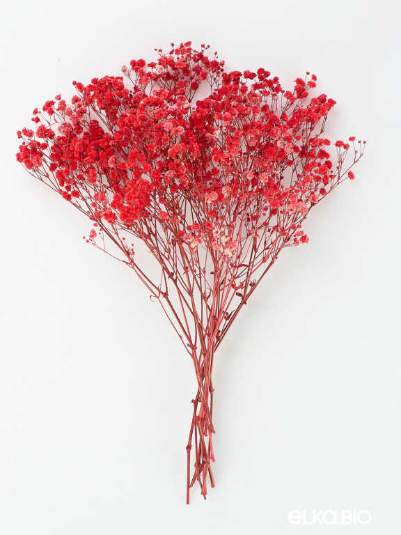 Гипсофила стабилизированная красная 50 гр. высший сорт М174