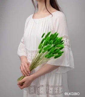 Лагурус зеленый высший сорт- 60 шт