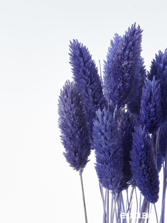 Фалярис синий (40шт) М114