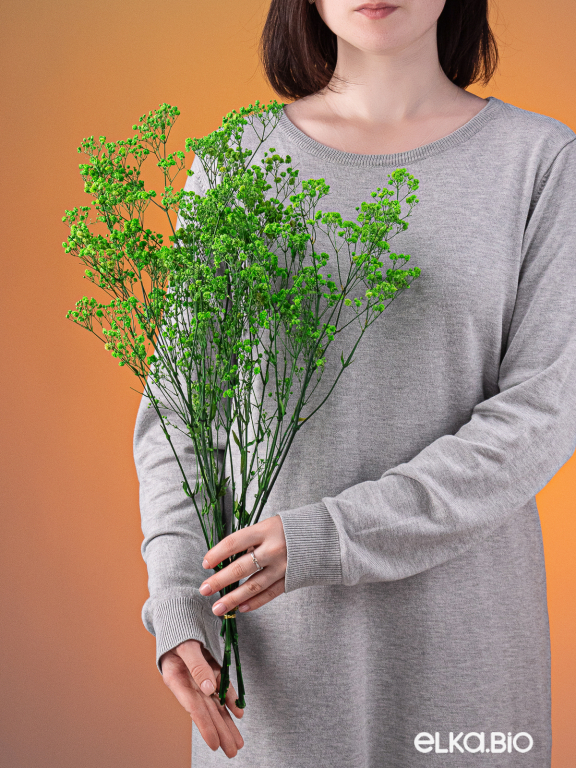 Гипсофила стабилизированная зелёная 140 гр. высший сорт М161