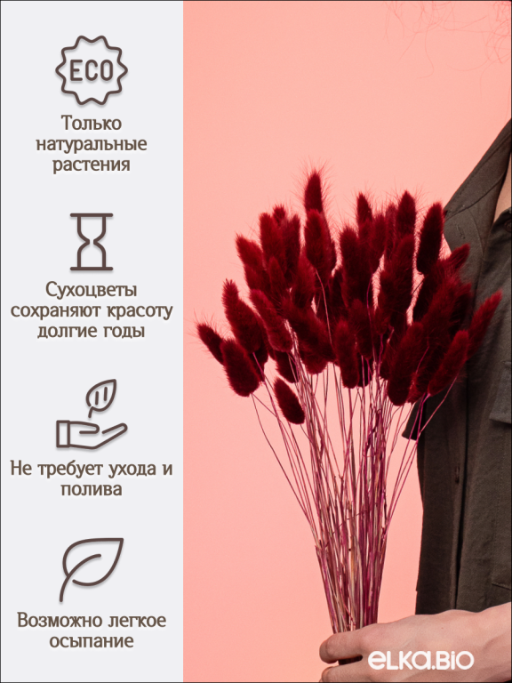 Лагурус бордово-коричневый 60 шт. Высший сорт. Высота 25-35 см М225