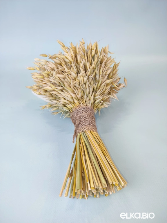 Букет сухоцветов овса и фаляриса Т248-B113