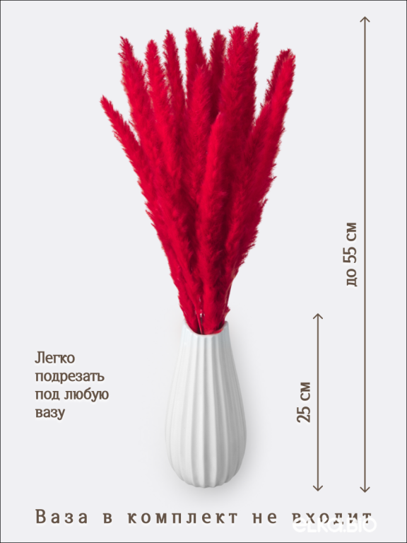 Пампас мини красный 15 шт. Высший сорт. Высота 40-50 см. М130