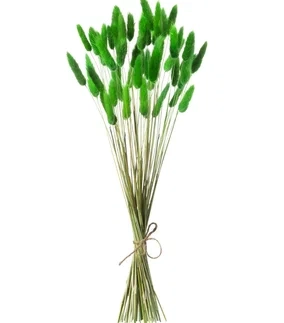 Лагурус зеленый высший сорт- 60 шт