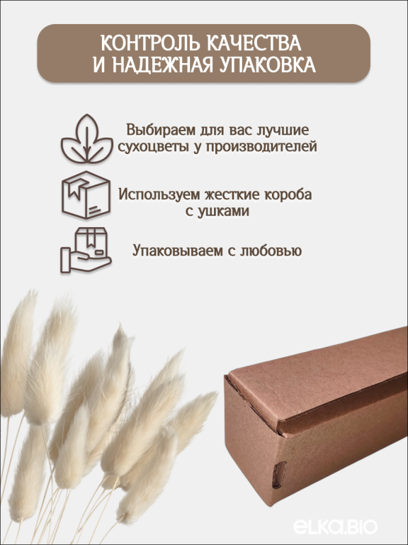 Лагурус белый 30 шт. Высший сорт. Высота 25-35 см М471