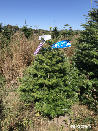 Пихта Корейская в горшке 0.80 - 1.00