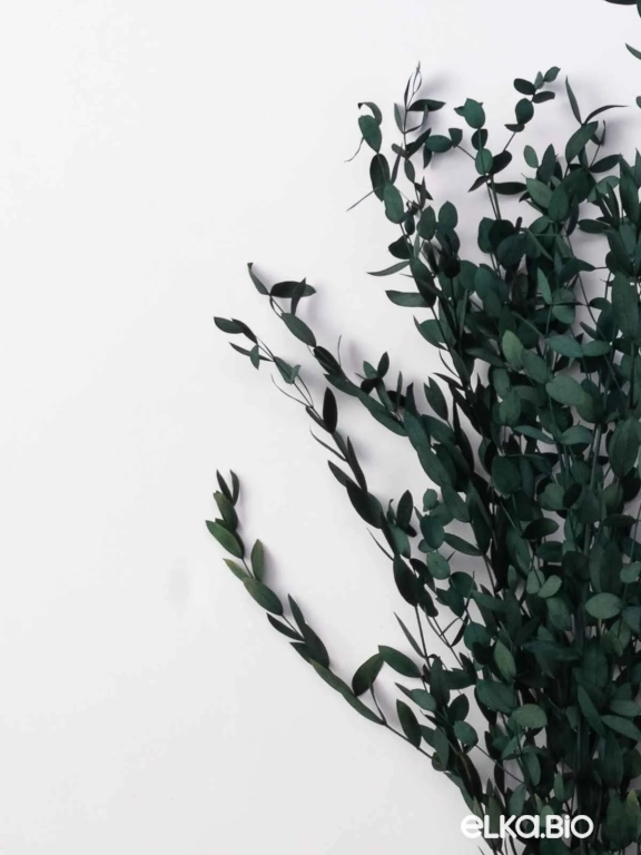 Эвкалипт Парвифолия изумрудный (3-5 шт) М055