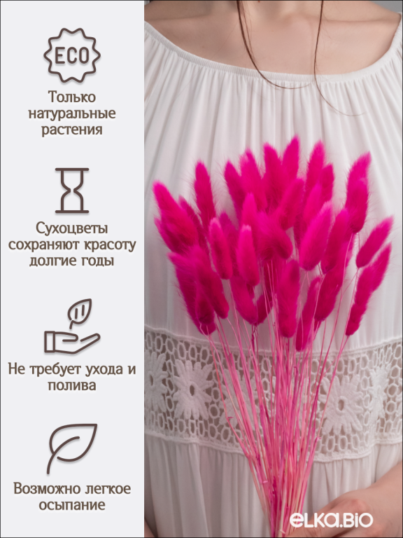 Лагурус фуксия 60 шт. Высший сорт. Высота 25-35 см М241