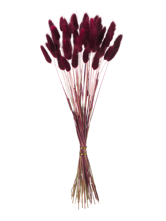 Лагурус бордовый марсала первый сорт - 300 шт