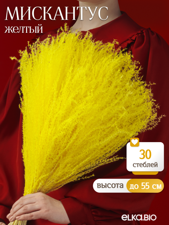 Мискантус жёлтый 30 шт. Высший сорт М045