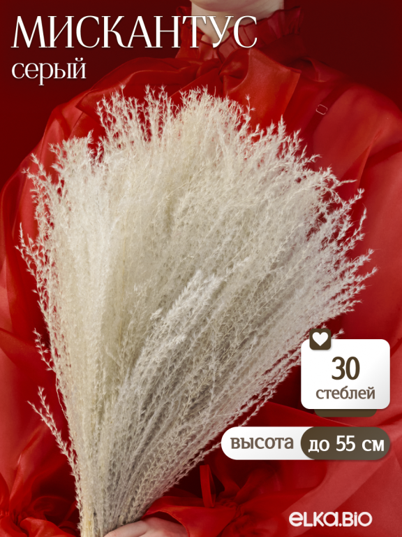 Мискантус серый 30 шт. Высший сорт М279