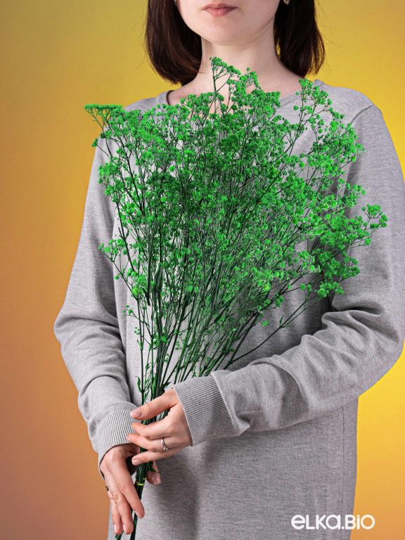 Гипсофила ярко-зеленая 140 г. Высший сорт - стабилизированная М718