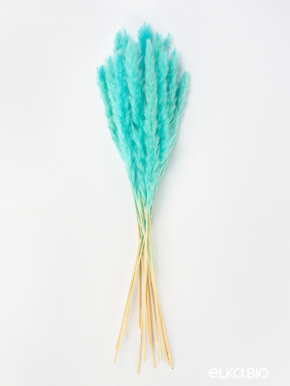 Трава сухоцвет пампас мини 15 шт. ярко-бирюзовый высший сорт