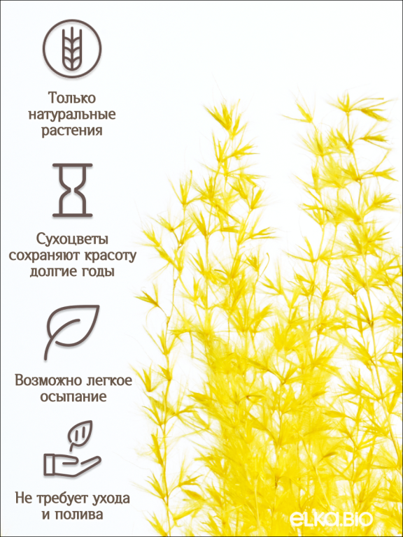 Мискантус жёлтый 30 шт. Высший сорт М045