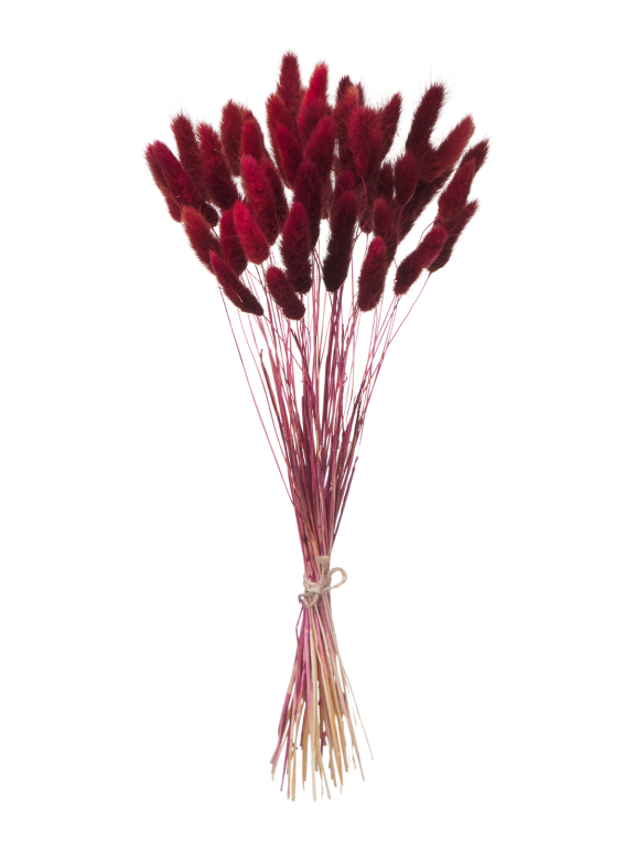 Лагурус бордово-коричневый первый сорт - 300 шт