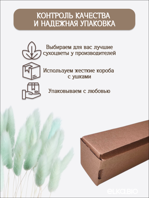 Лагурус светло-бирюзовый 60 шт. Высший сорт. Высота 25-35 см М234