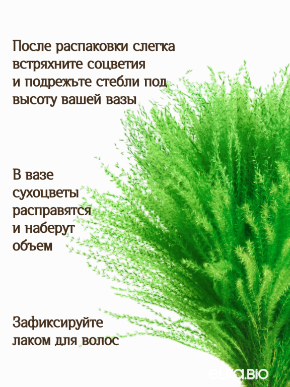 Мискантус салатовый 30 шт. Высший сорт М276