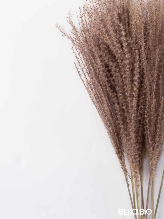 Мискантус натуральный (9-10 шт) М041 Мискантус натуральный (9-10 шт) М041
