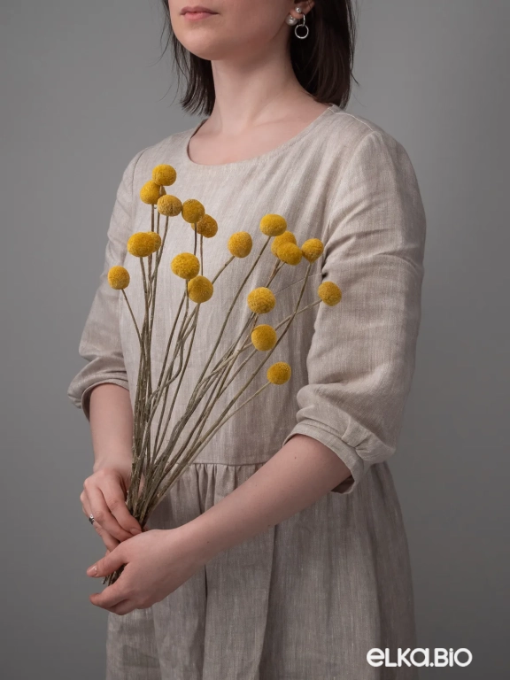 Краспедия сухоцвет (20 шт) М048