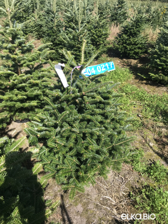 Пихта Фразера в горшке 0.80 - 1.00