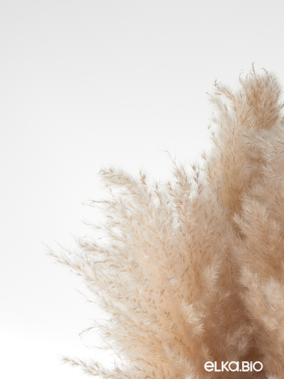 Пампасная трава кортадерия натуральная (5шт) М000 Пампасная трава кортадерия натуральная (5шт) М000