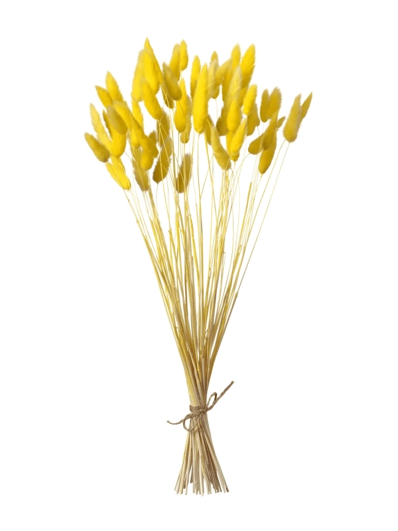 Лагурус желтый первый сорт - 300 шт