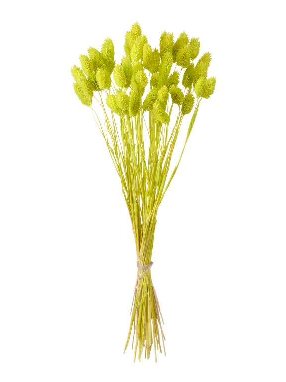 Фалярис салатовый (40шт) М110 Фалярис салатовый (40шт) М110