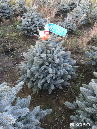 Голубая ёлка в горшке 0.60 - 0.80