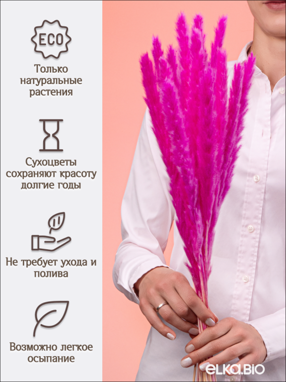 Пампас мини фуксия 15 шт. Высший сорт. Высота 40-50 см. М135