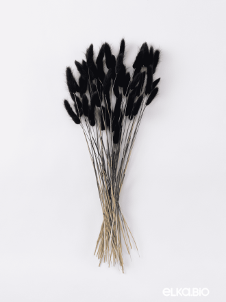 Лагурус черный высший сорт - 60 шт