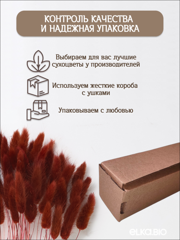 Лагурус бордово-коричневый 60 шт. Высший сорт. Высота 25-35 см М225