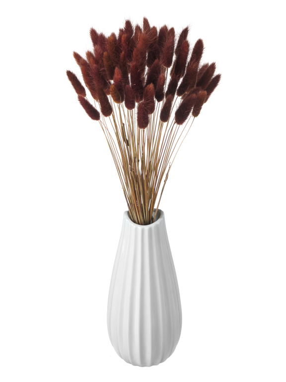 Лагурус коричневый высший сорт - 60 шт